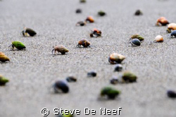 some hermit crabs running towards the ocean at pavones, C... by Steve De Neef 